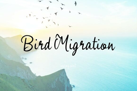 Bird Migration Font: Elevate Your Visual Storytelling